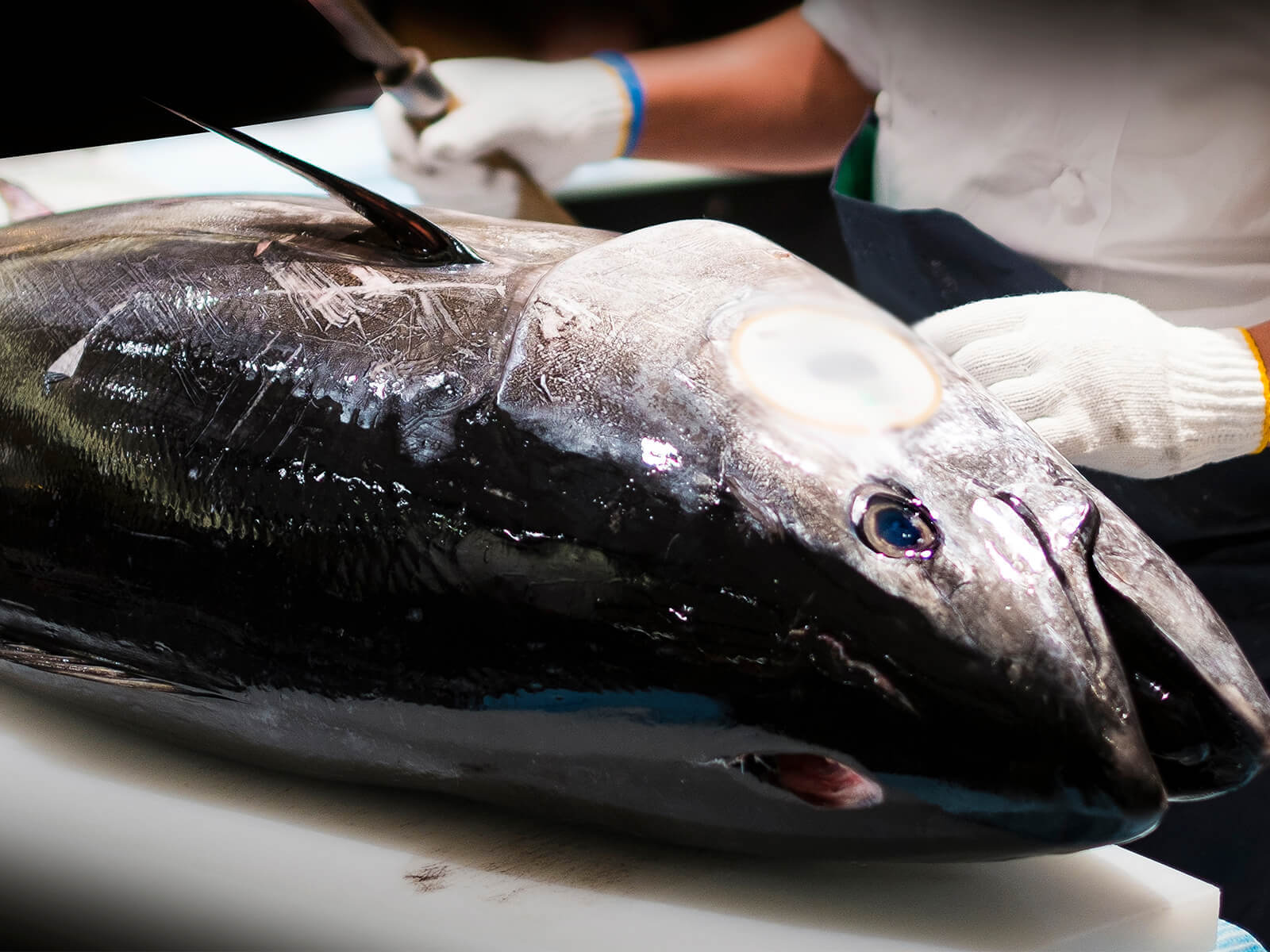 マグロ解体ショー